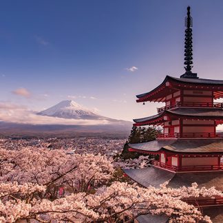 Mount Fuji Blossom