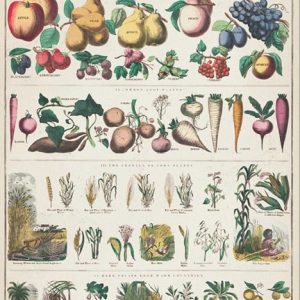 פירות וירקות