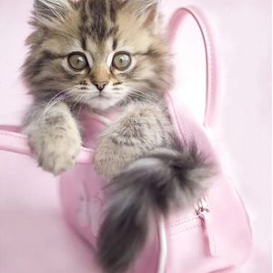 מיני פוסטר - חתול