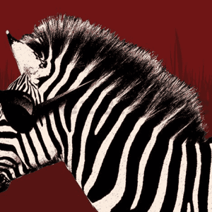 פוסטר זברה עם משקפי שמש